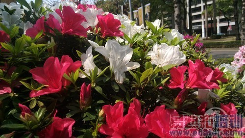 vivo Xplay����ͷ�����ع�