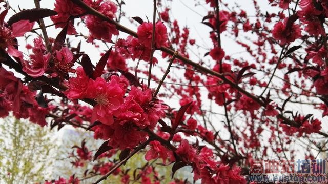 华为P8评测:经典旗舰系列的延续之作