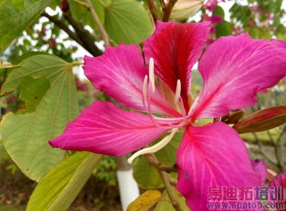 800����ѡ��̨����Note�Ա�����MX4