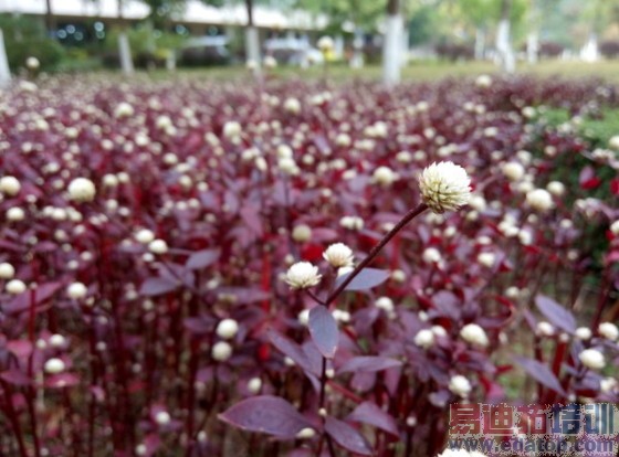 800����ѡ��̨����Note�Ա�����MX4