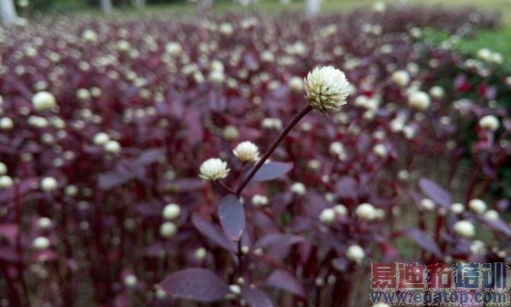 800����ѡ��̨����Note�Ա�����MX4