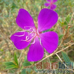 ���������ݰ�׿��ݮPassport�ֻ�����