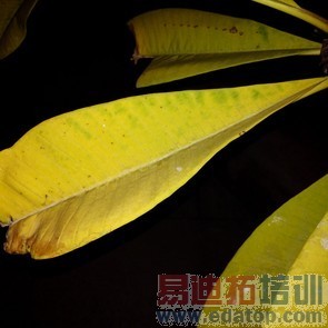 ���������ݰ�׿��ݮPassport�ֻ�����