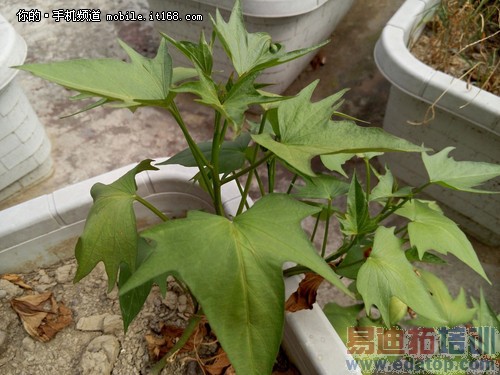 优化拍照提升速度 魅族MX4新旧固件对比