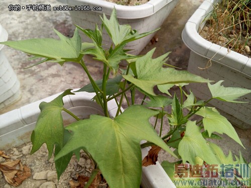 优化拍照提升速度 魅族MX4新旧固件对比