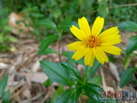 �����������ս����MX4�Ա�Z7mini����