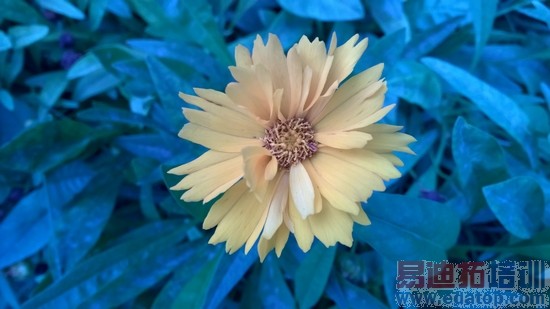 WP8.1�콢�ֻ�ŵ����Lumia930����