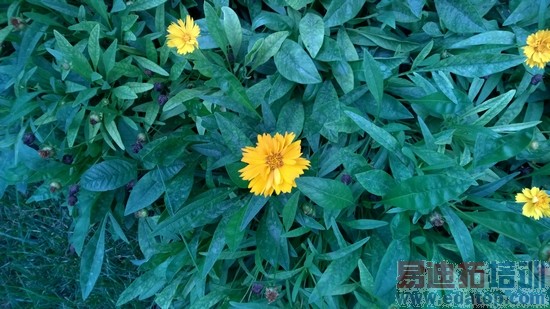 WP8.1�콢�ֻ�ŵ����Lumia930����