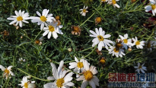 6Ӣ������˼�˺�4G˫�� ��ΪMate7���� 