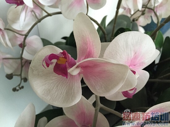 �����ֻ�iPhone6��������(4)