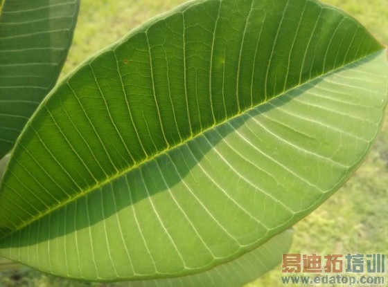 5.75���׳���4G�ֻ�����ELIFES5.5L����