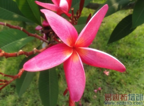 5.75���׳���4G�ֻ�����ELIFES5.5L����