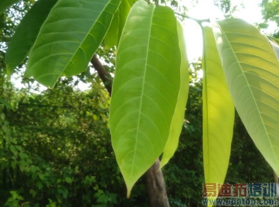 5.75���׳���4G�ֻ�����ELIFES5.5L����