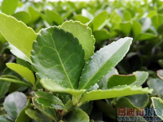 �˺�4G��˼оƬ��Ϊ��ҫ6��׼������(3)