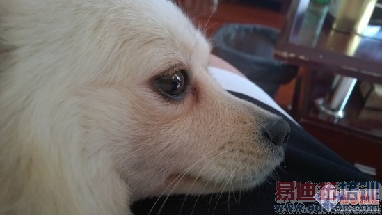 Lumia930���⣺��ɫ��ɧ����ǿLumia