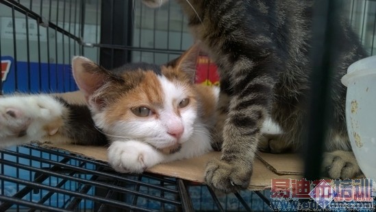 Lumia930���⣺��ɫ��ɧ����ǿLumia