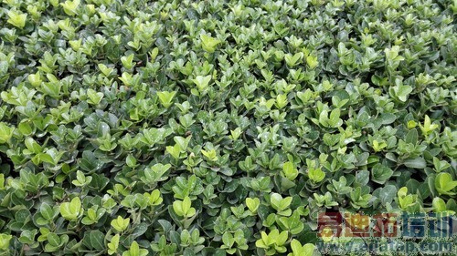 ��˼�˺�3GB�˴�1999Ԫ ��Ϊ��ҫ6���� 