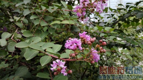 ��˼�˺�3GB�˴�1999Ԫ ��Ϊ��ҫ6���� 