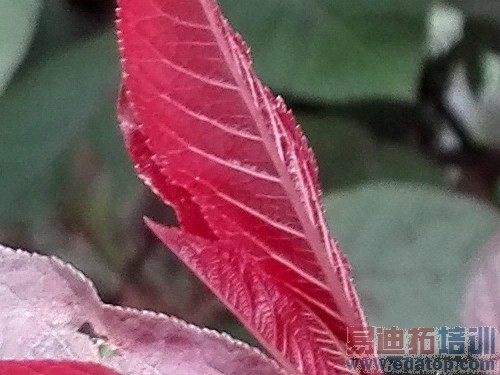 ��˼�˺�3GB�˴�1999Ԫ ��Ϊ��ҫ6���� 