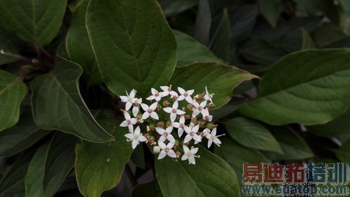 ��˼�˺�3GB�˴�1999Ԫ ��Ϊ��ҫ6���� 