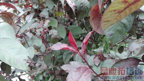 ��˼�˺�3GB�˴�1999Ԫ ��Ϊ��ҫ6���� 