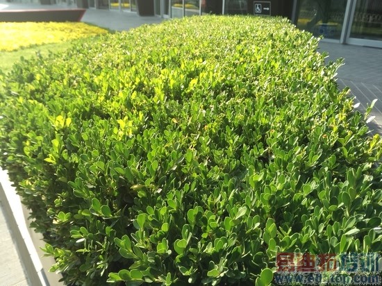 ϸ�����ִ���洸���ֻ�T1����