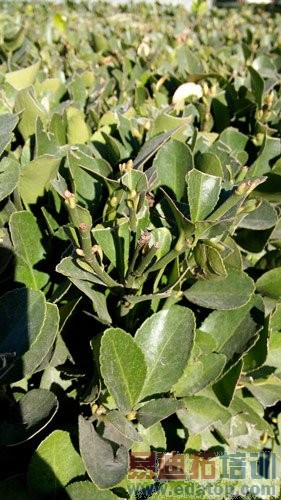 ����Memo 5S���⣺ֵ��NBA�������ֵĴ�����