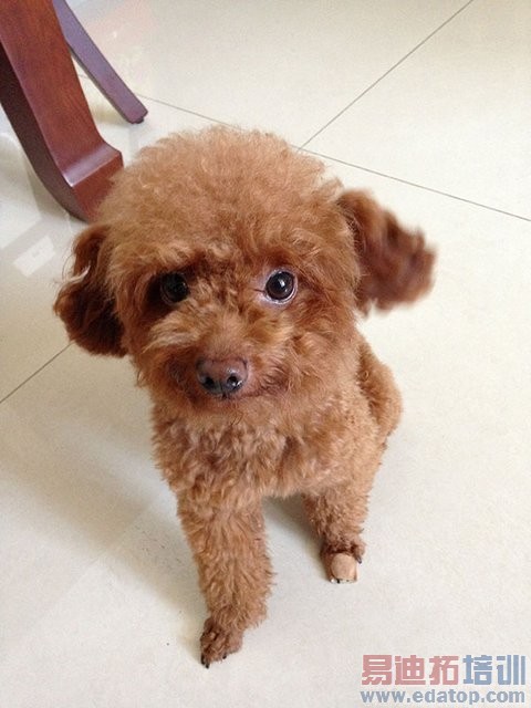 ����ƻ��iPhone 5c���ı����ģ��ò�����