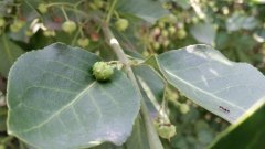 韩系旗舰大对决三星Note3/LGG2对比评测(4)