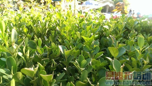 �����ɱ��ںϳ�����HTCButterflyS����(2)