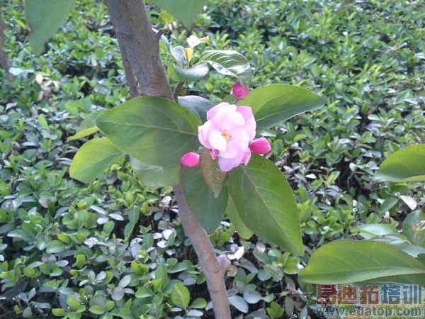 iPad mini����