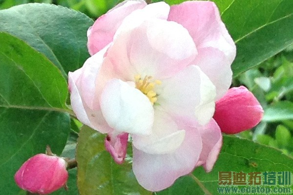 iPad mini����