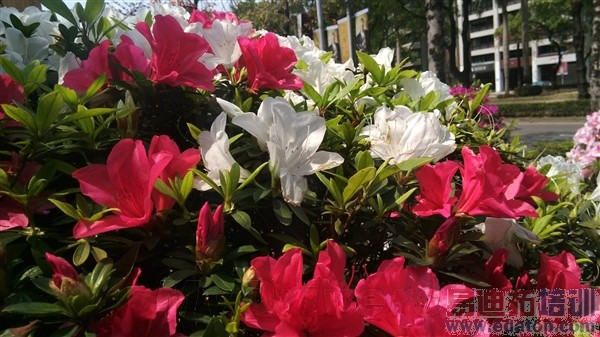 ʧ�������������콢Xplay���������ع�