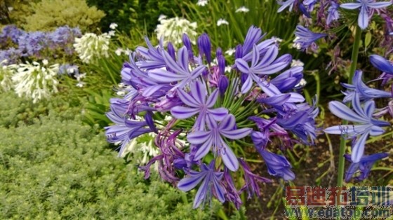 ������ָ�� ��ɫLumia 920����ͼ��