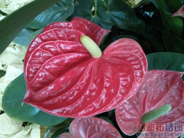 �ȸ�Nexus 4����