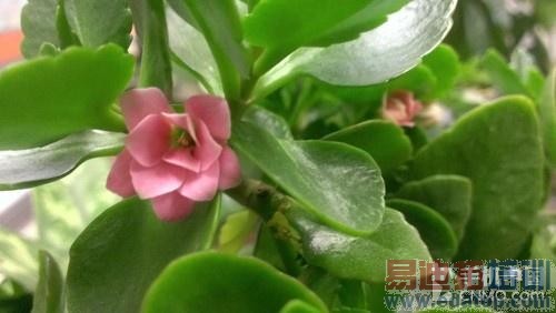 HTC����콢ǿ�� BUTTERFLY������� 