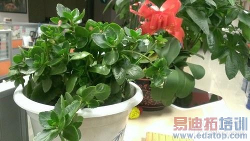 HTC����콢ǿ�� BUTTERFLY������� 