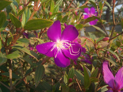 �������������ư˺˴������������ֻ�����Ա�