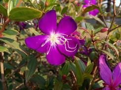 �������������ư˺˴������������ֻ�����Ա�