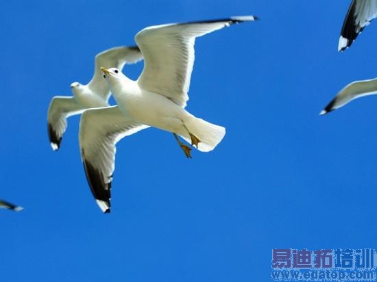 ŵ���������ֻ�11�����ʷ���������Ἰ���ᣨͼ�ģ�