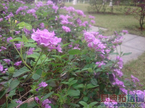 平板手机对比 终极测评:荣耀X1/酷派大神/索尼XL39h谁才是王者(图)