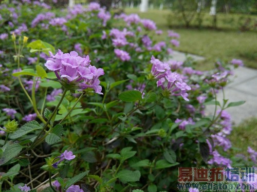 平板手机对比 终极测评:荣耀X1/酷派大神/索尼XL39h谁才是王者(图)