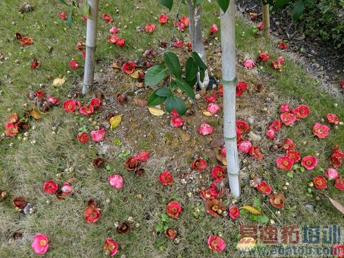 平板手机对比 终极测评:荣耀X1/酷派大神/索尼XL39h谁才是王者(图)