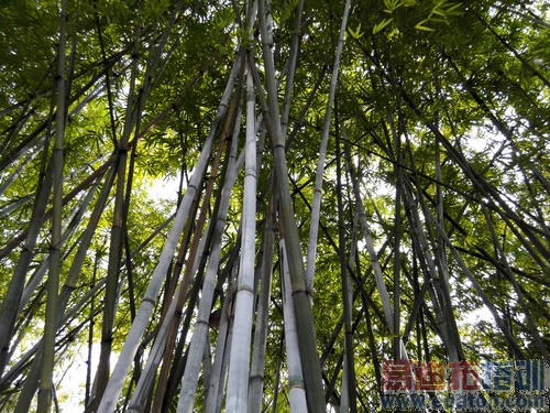 �ռ���������ҫX1/���ɴ���/����XL39h˭�������ߣ�ͼ��