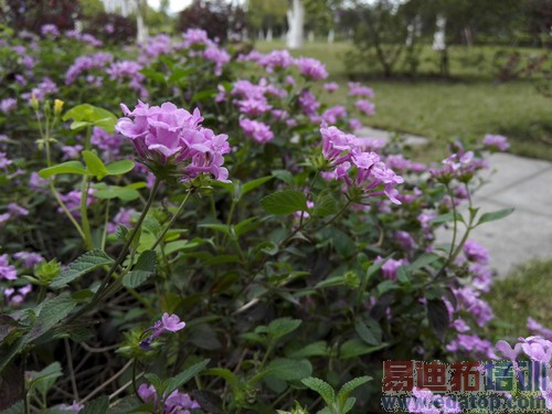 平板手机对比 终极测评:荣耀X1/酷派大神/索尼XL39h谁才是王者(图)