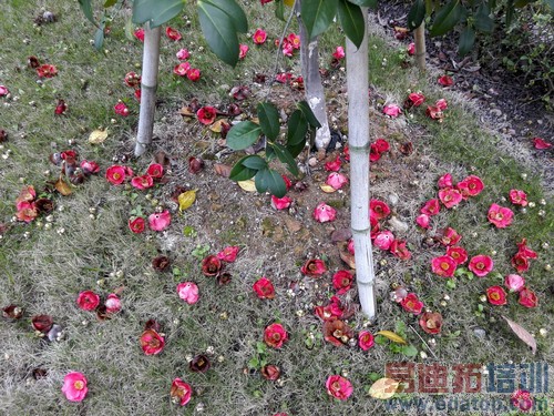 平板手机对比 终极测评:荣耀X1/酷派大神/索尼XL39h谁才是王者(图)