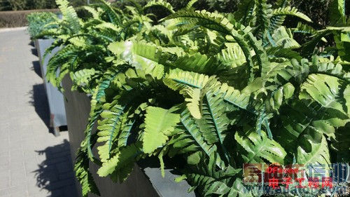 �ԱȲ�������Ϊ��ҫX1 VS����Note3 ��