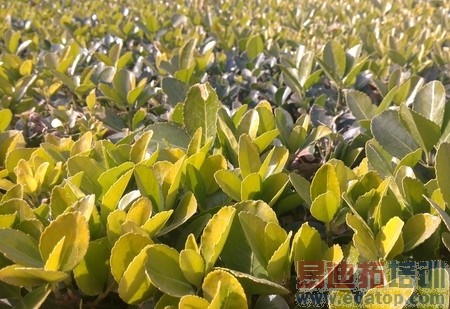 ���ɴ��4G�ƶ������⣺Ӳ��+���ȫ������