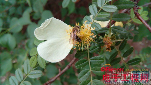 778元TCL么么哒详细评测(多图)