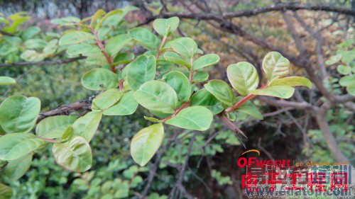 778元TCL么么哒详细评测(多图)